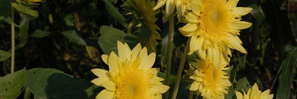 DSC 0054.JPG